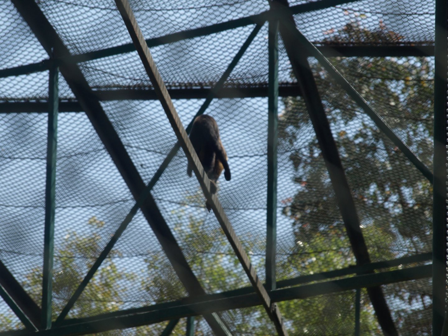 Tufted capuchin - Lahore zoo 8/4/2017
