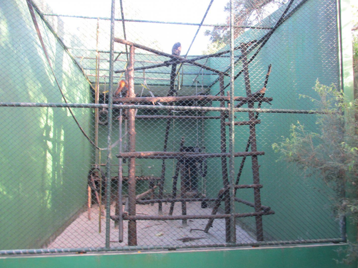 tufted capuchin monkey exhibit