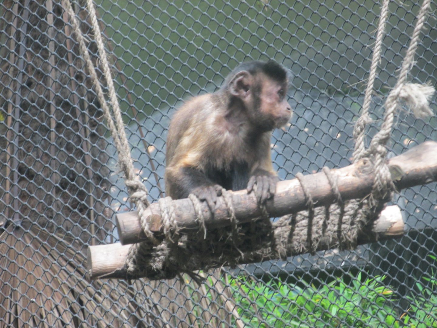 tufted capuchin monkey