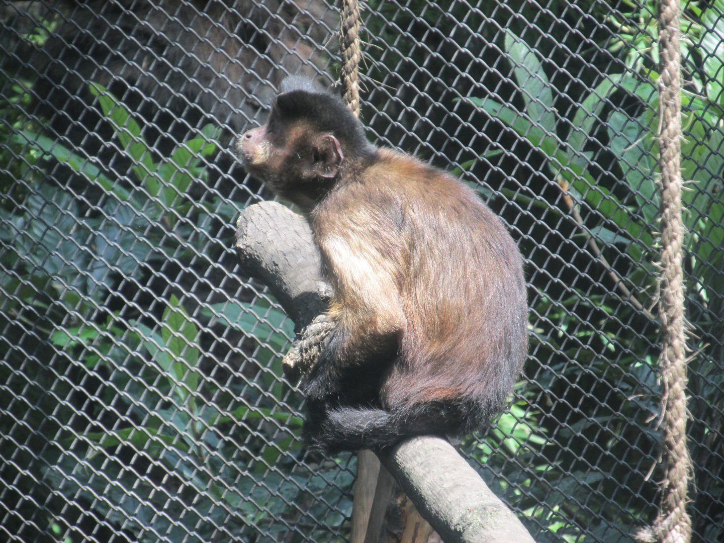 tufted capuchin monkey