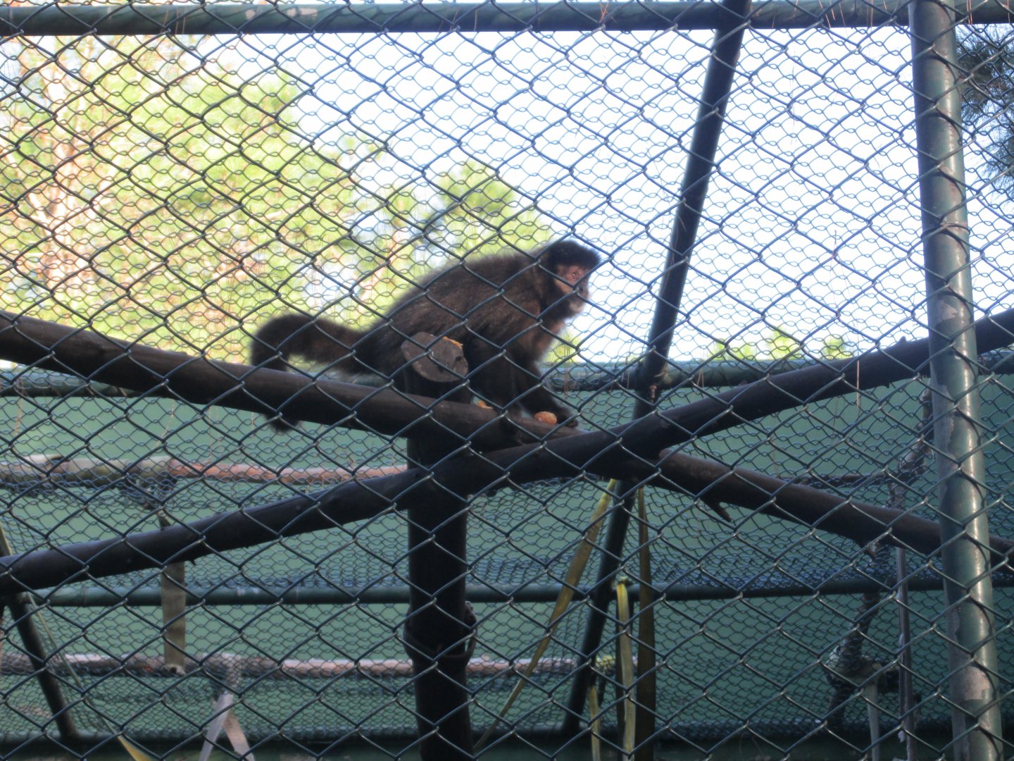 tufted capuchin monkey
