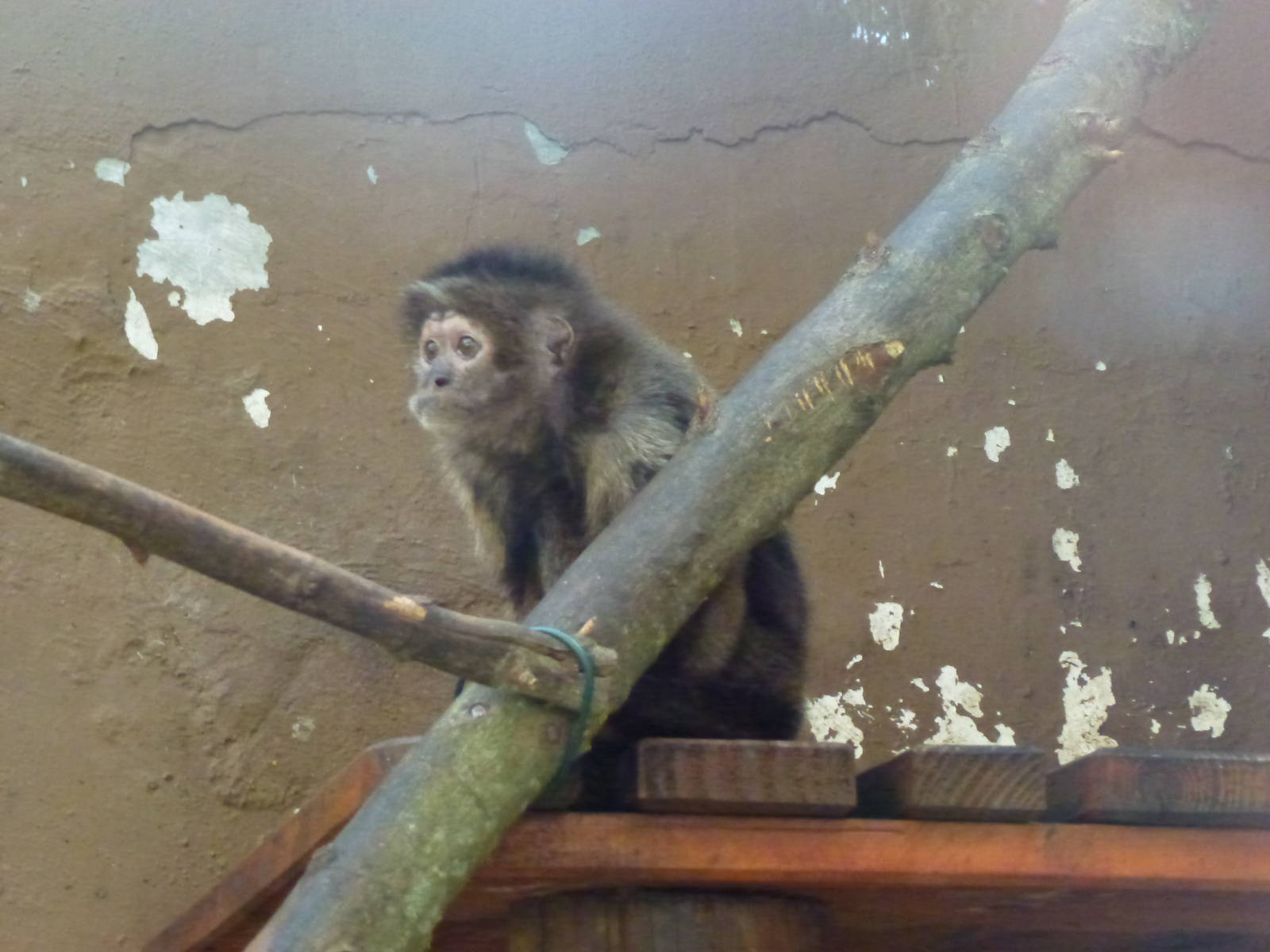 Tufted capuchin, November 2013.
