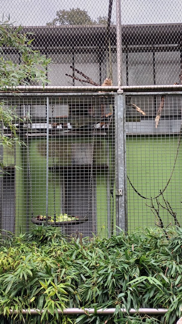 Tufted Capuchin Outdoor Enclosure