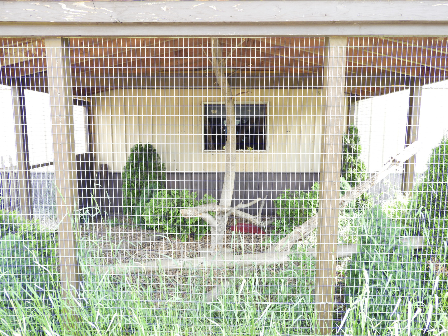 Tufted Capuchin outdoor exhibit - Baby Barn - Animal Gardens Petting Zoo