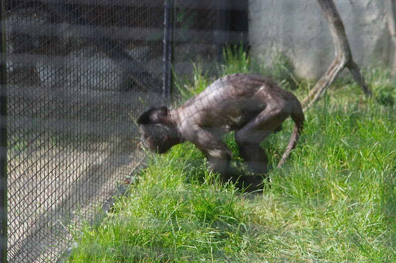 Tufted Capuchin, Pet's Corner