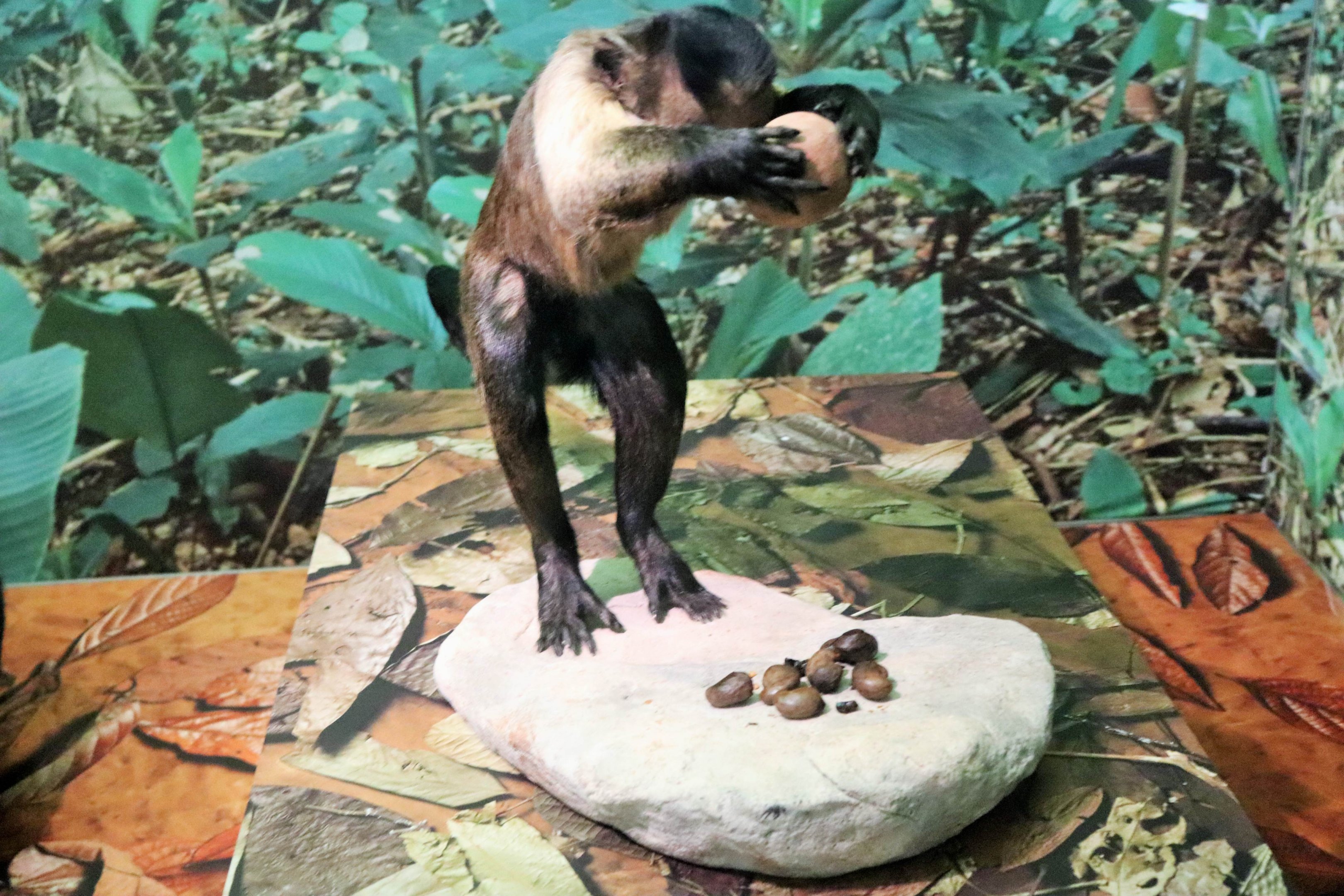 Tufted Capuchin (Sapajus apella apella)