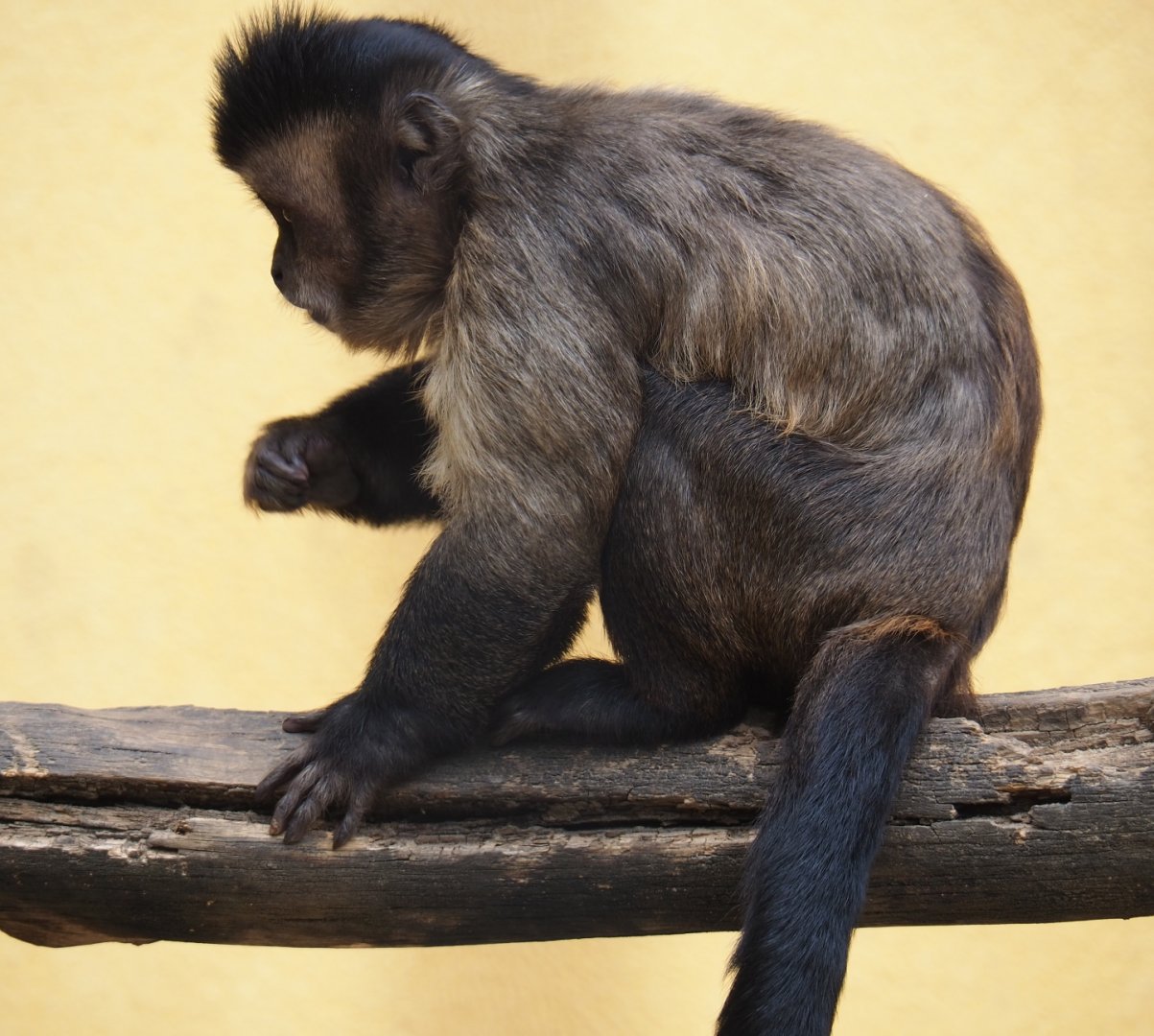 Tufted capuchin (Sapajus apella), Aug 28th, 2018