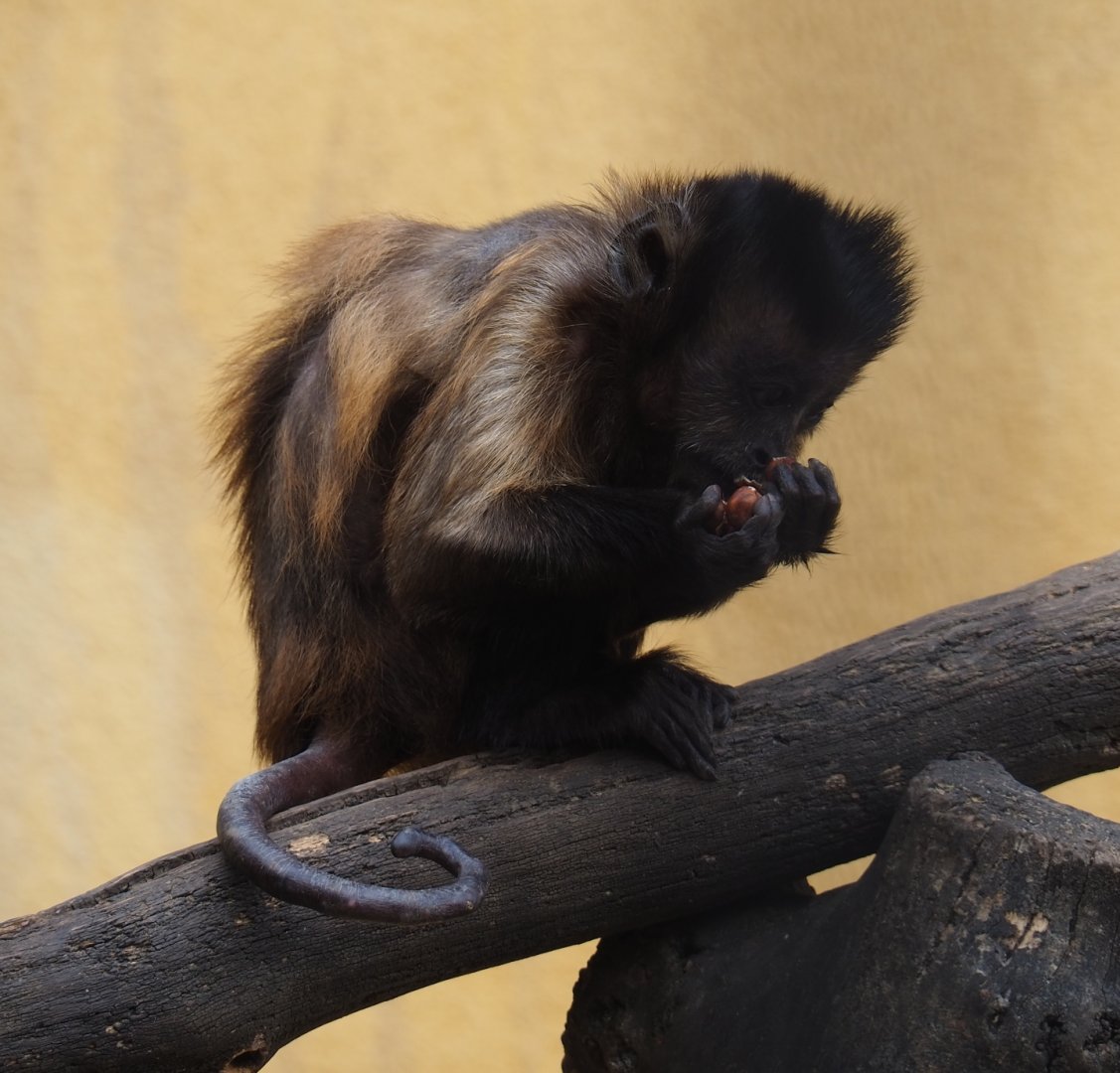 Tufted capuchin (Sapajus apella), Aug 28th, 2018