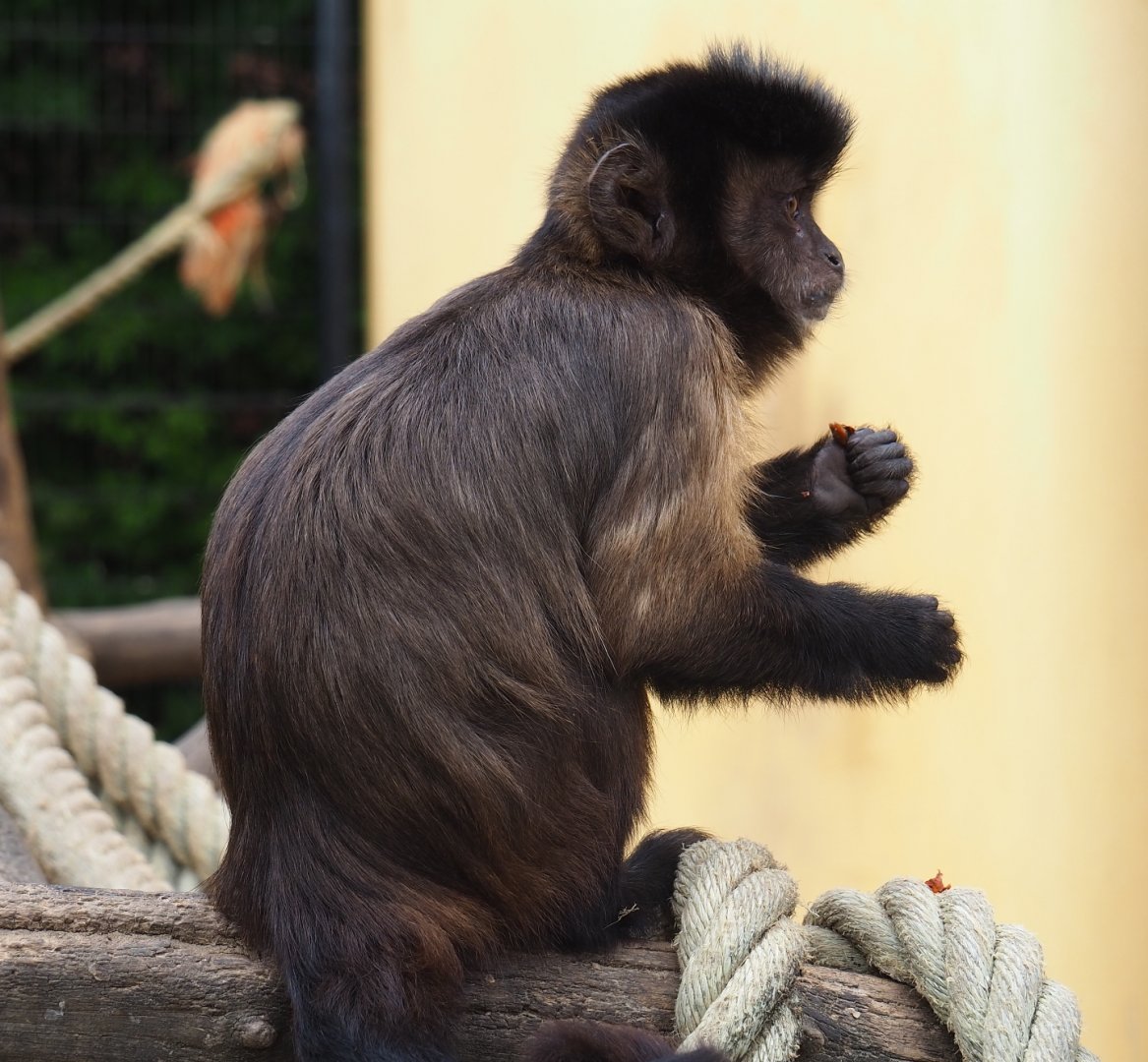 Tufted capuchin (Sapajus apella), Aug 28th, 2018