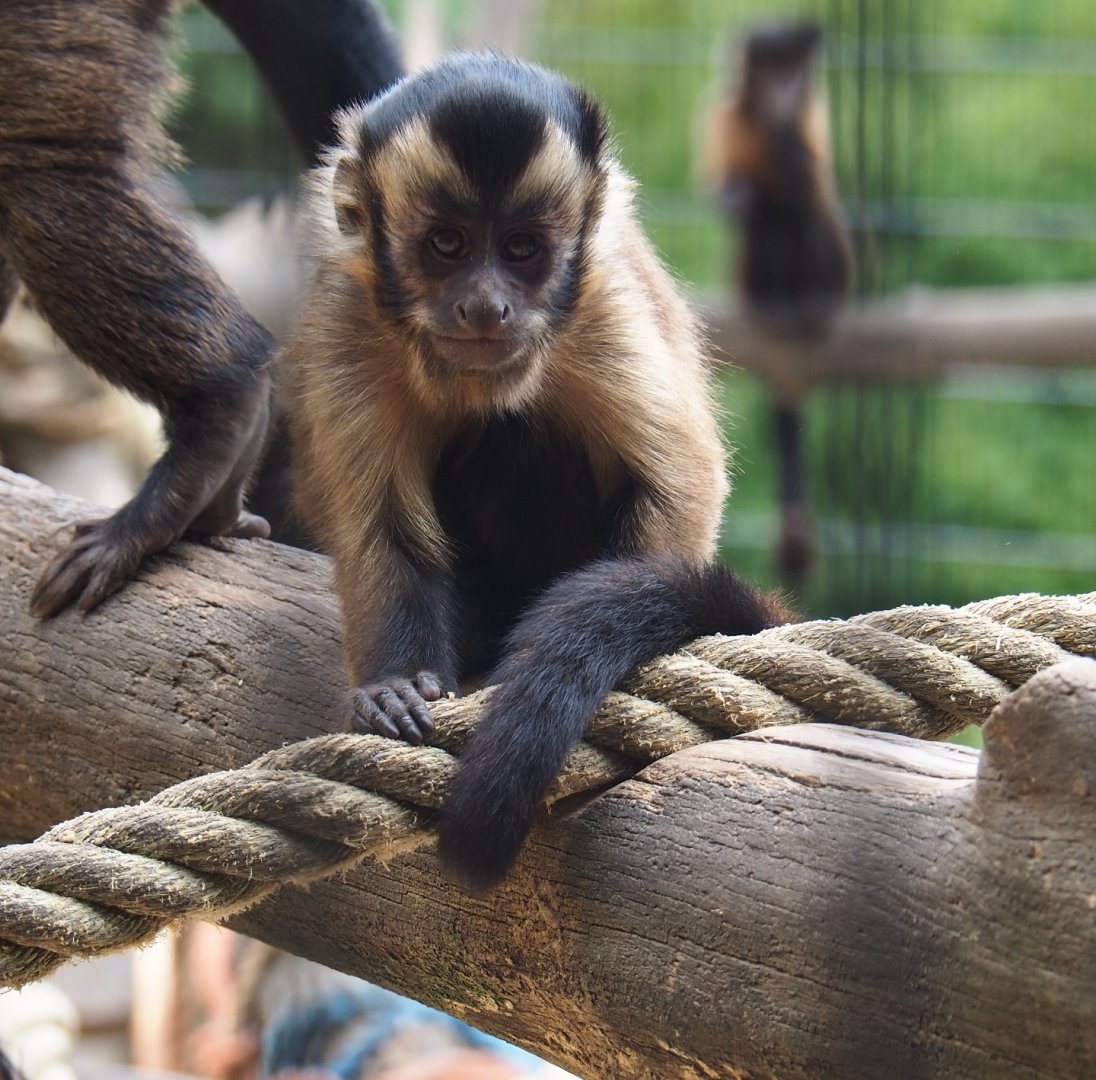 Tufted capuchin (Sapajus apella), Aug 28th, 2018