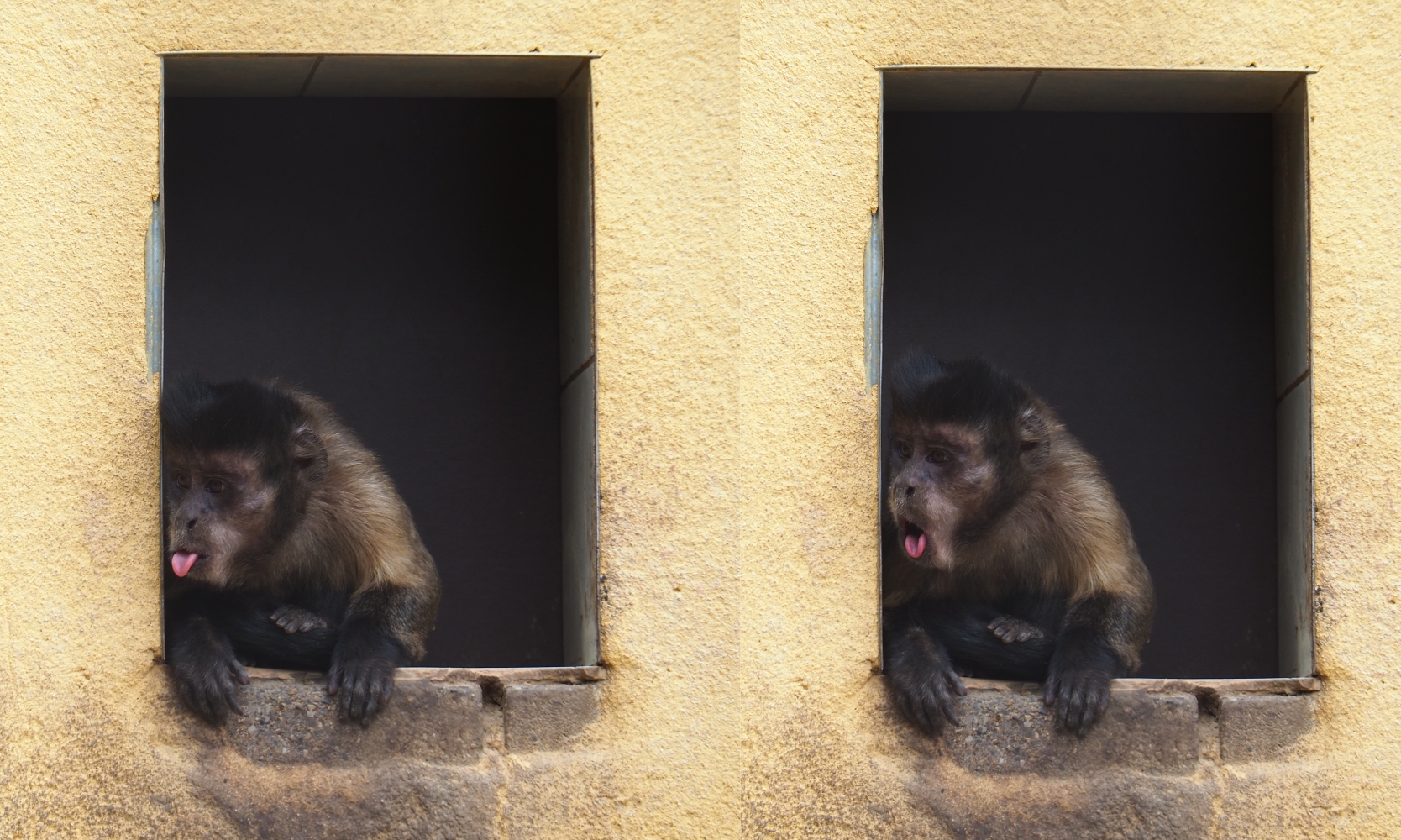 Tufted capuchin (Sapajus apella) in a doorway (Aug 28th, 2018)
