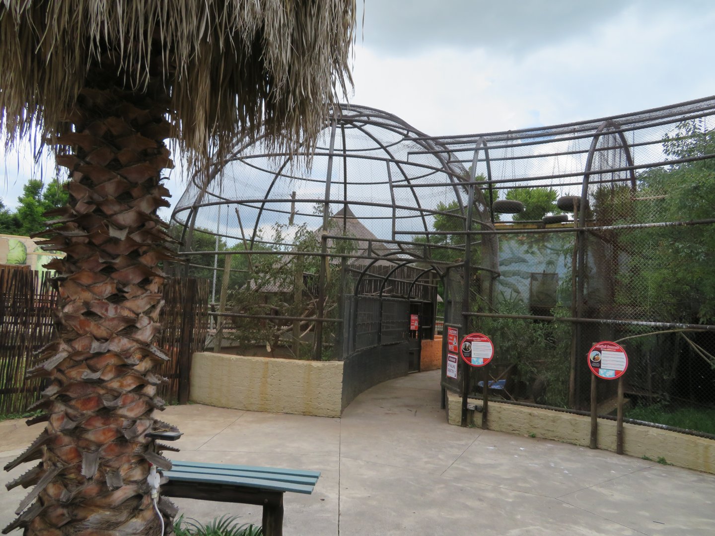 Tufted Capuchin ( Sapajus apella), Jackal Buzzard (Buteo rufofuscus)