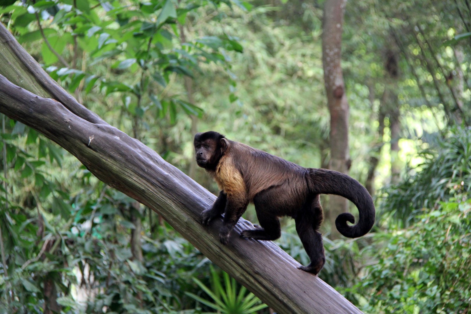 tufted capuchin (Sapajus apella)