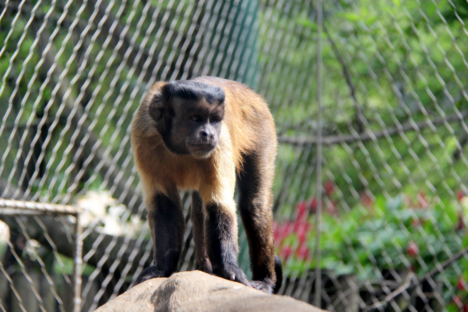 tufted capuchin (Sapajus apella)