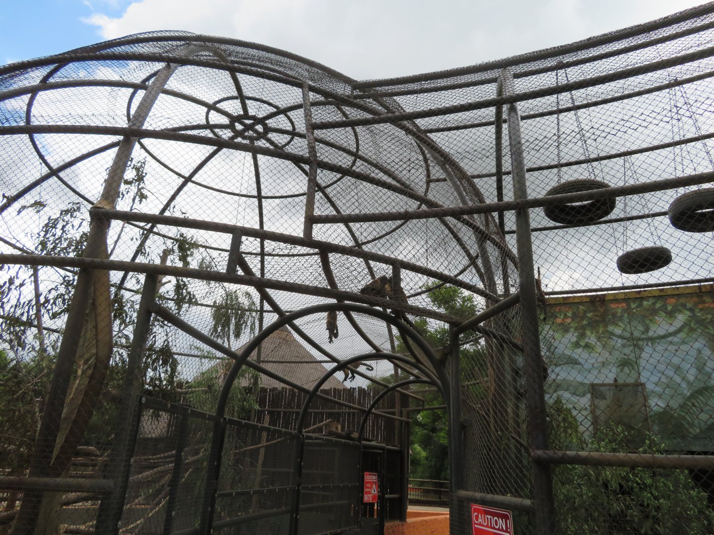 Tufted Capuchin ( Sapajus apella)