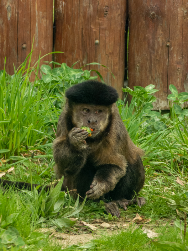 Tufted capuchin (Sapajus apella)