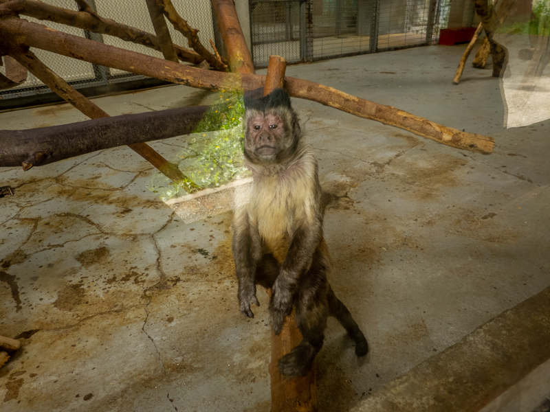 tufted capuchin (Sapajus apella)