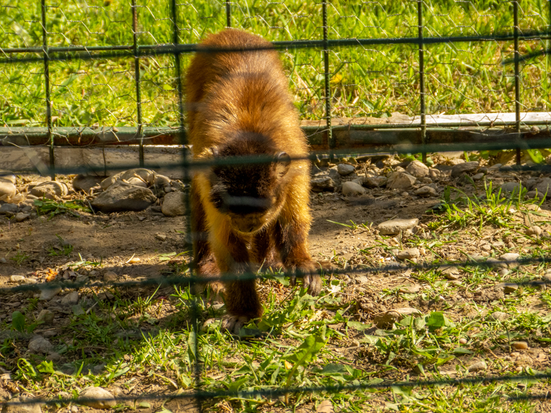 Tufted capuchin (Sapajus apella)
