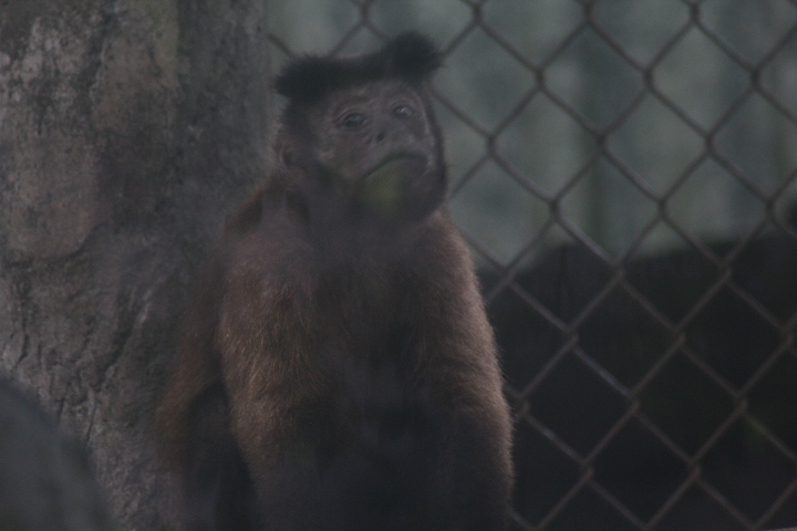 Tufted capuchin (Sapajus apella)