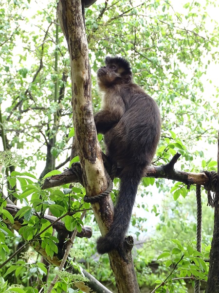 Tufted capuchin (Sapajus apella)