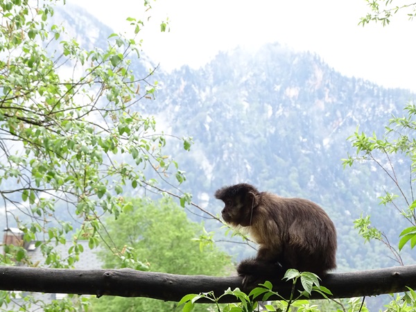Tufted capuchin (Sapajus apella)