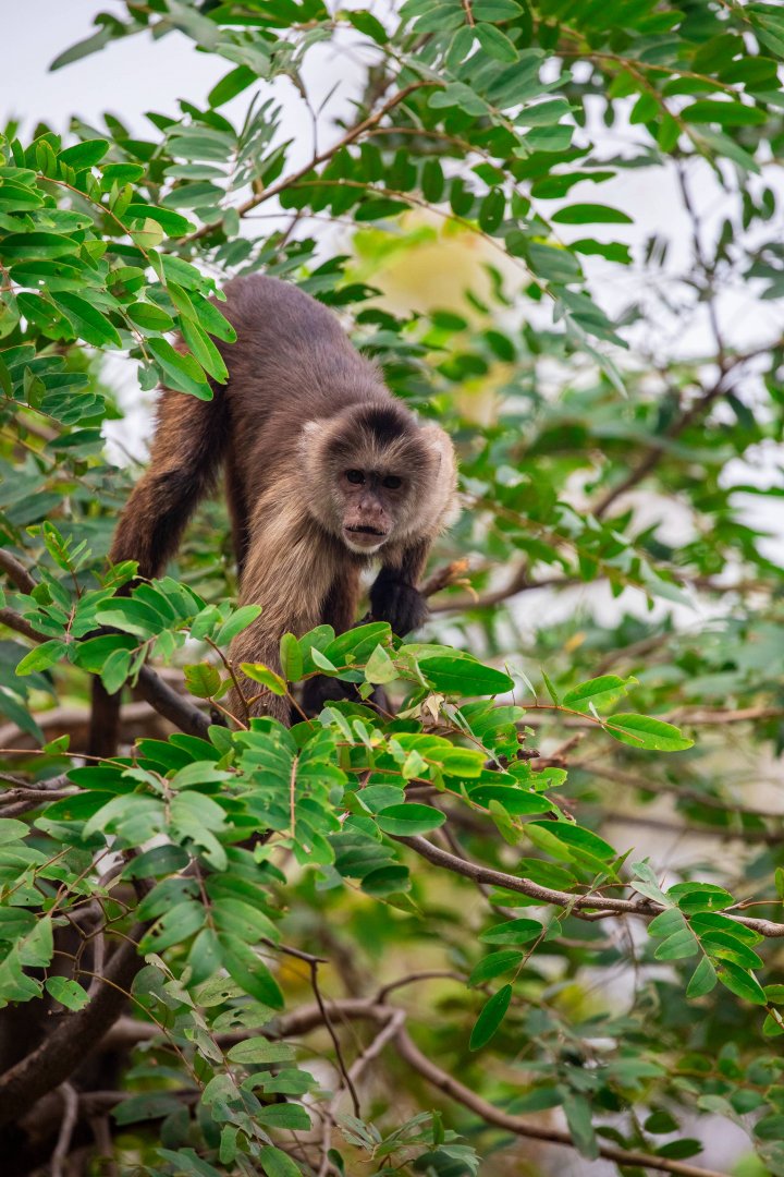 tufted capuchin (Sapajus apella)