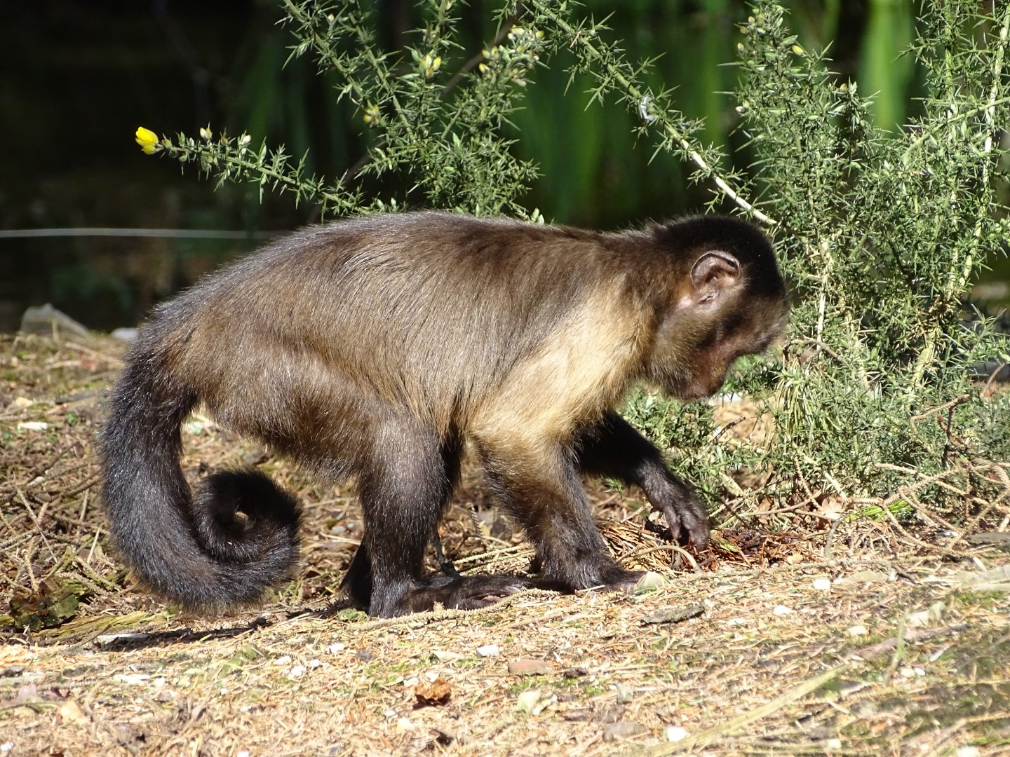 Tufted capuchin (Sapajus apella)