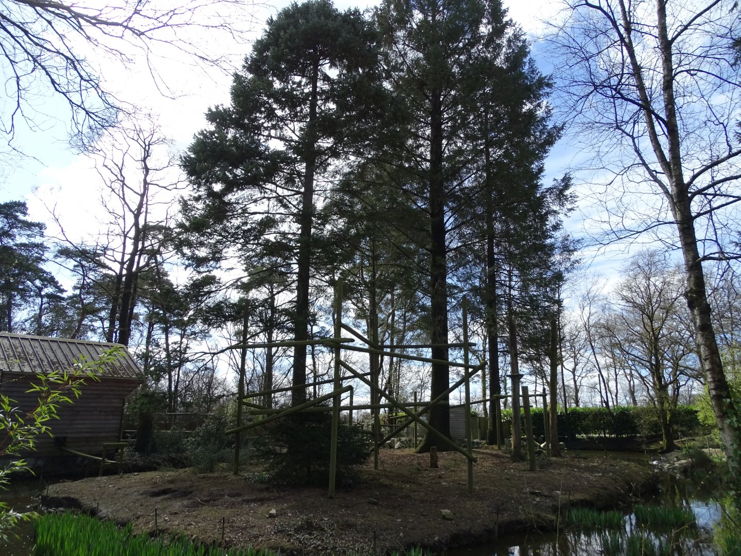 Tufted capuchin (Sapajus apella)