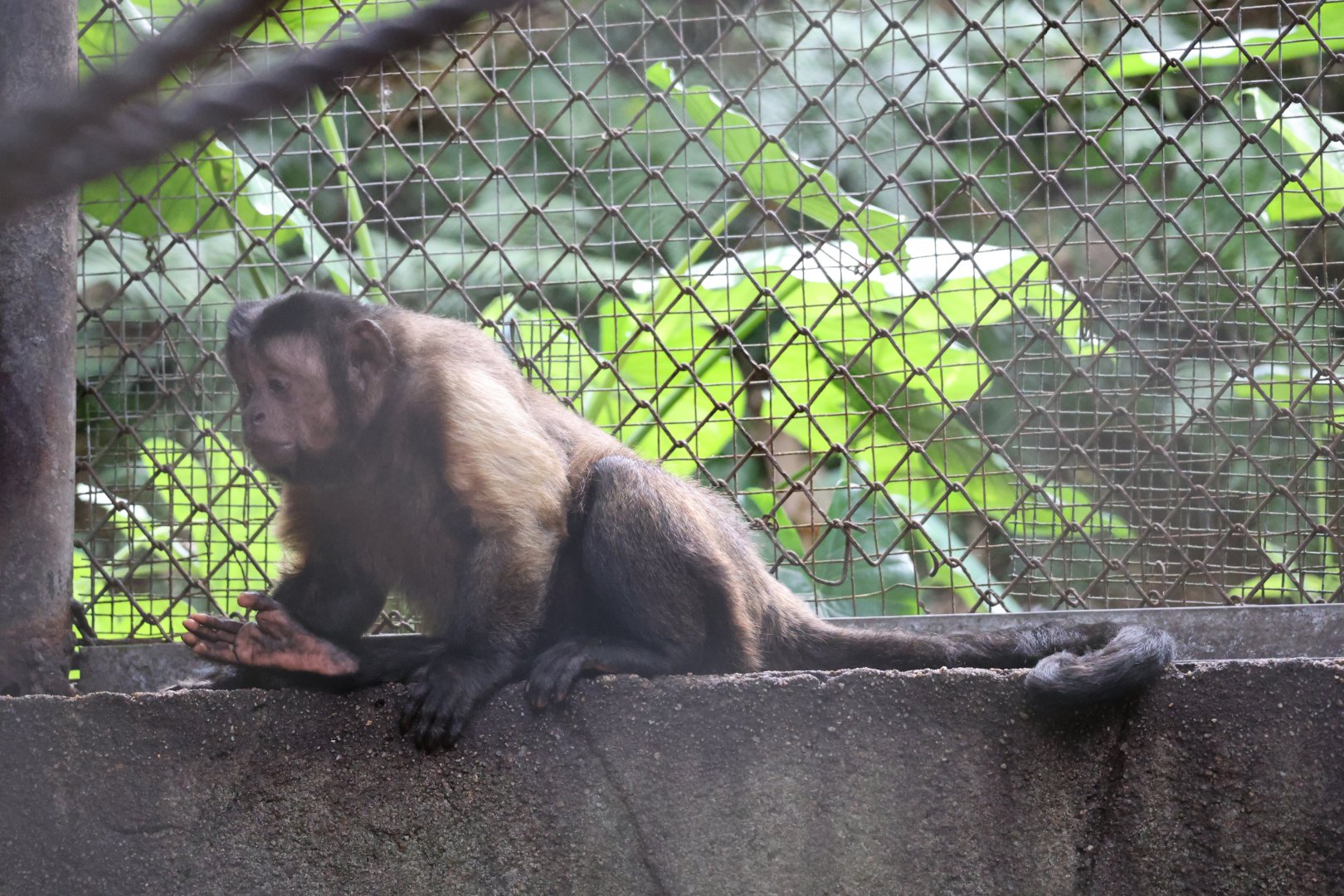 Tufted capuchin (Sapajus apella)