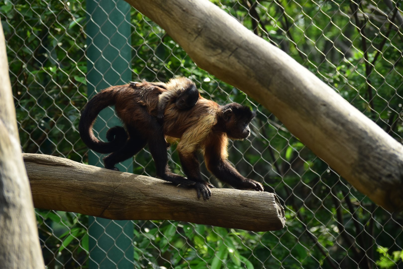 Tufted capuchin with baby (Sapajus apella)