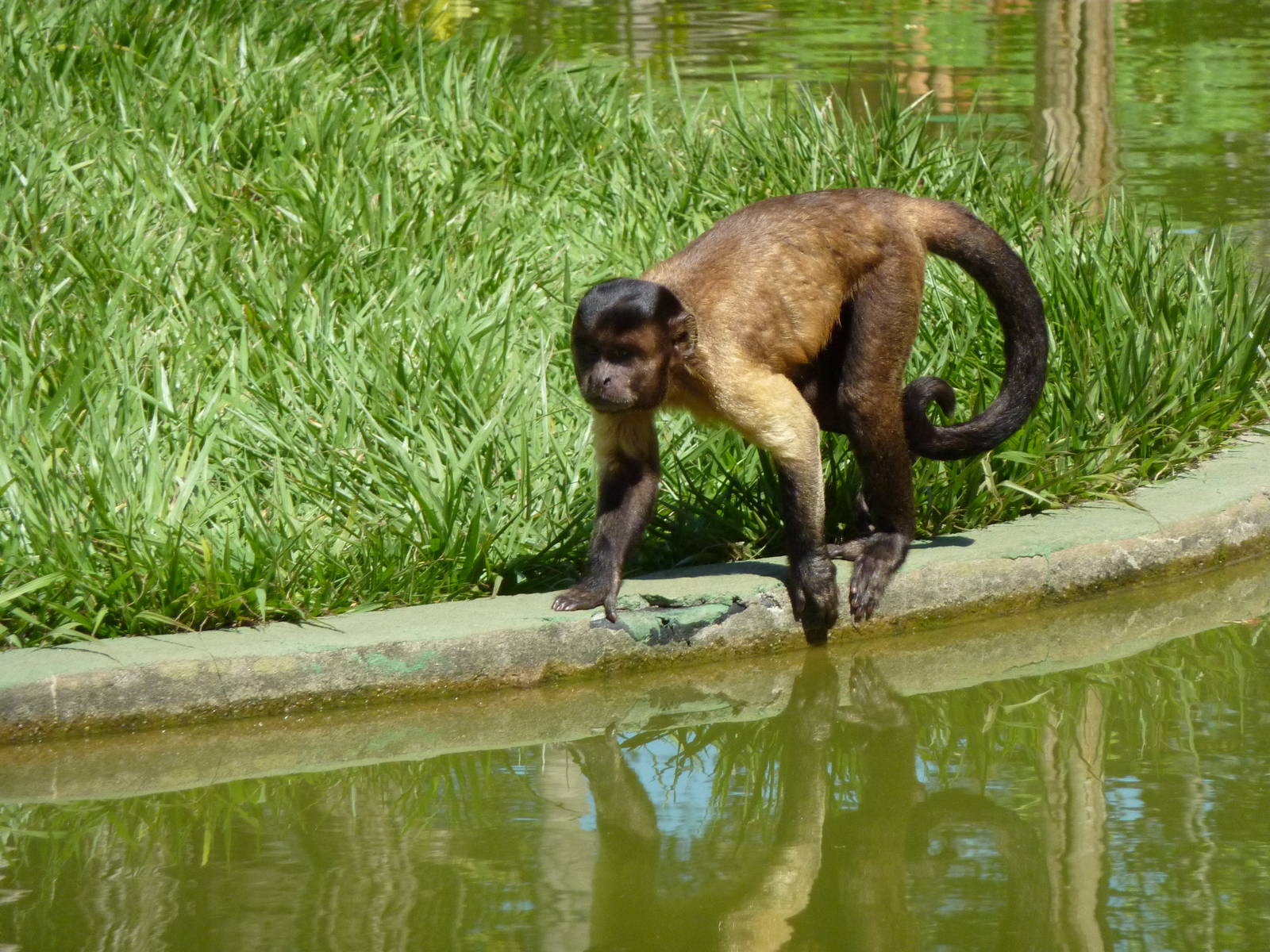 Tufted capuchin