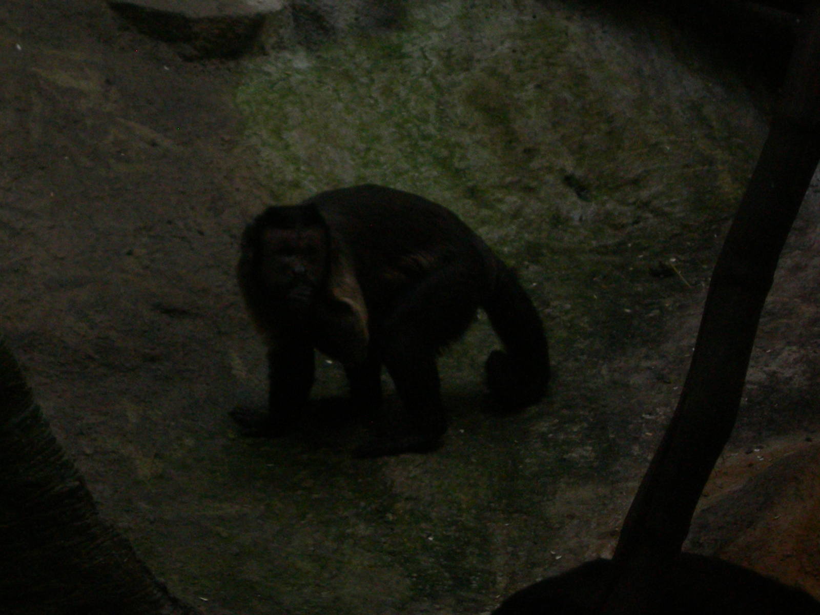 tufted capuchin