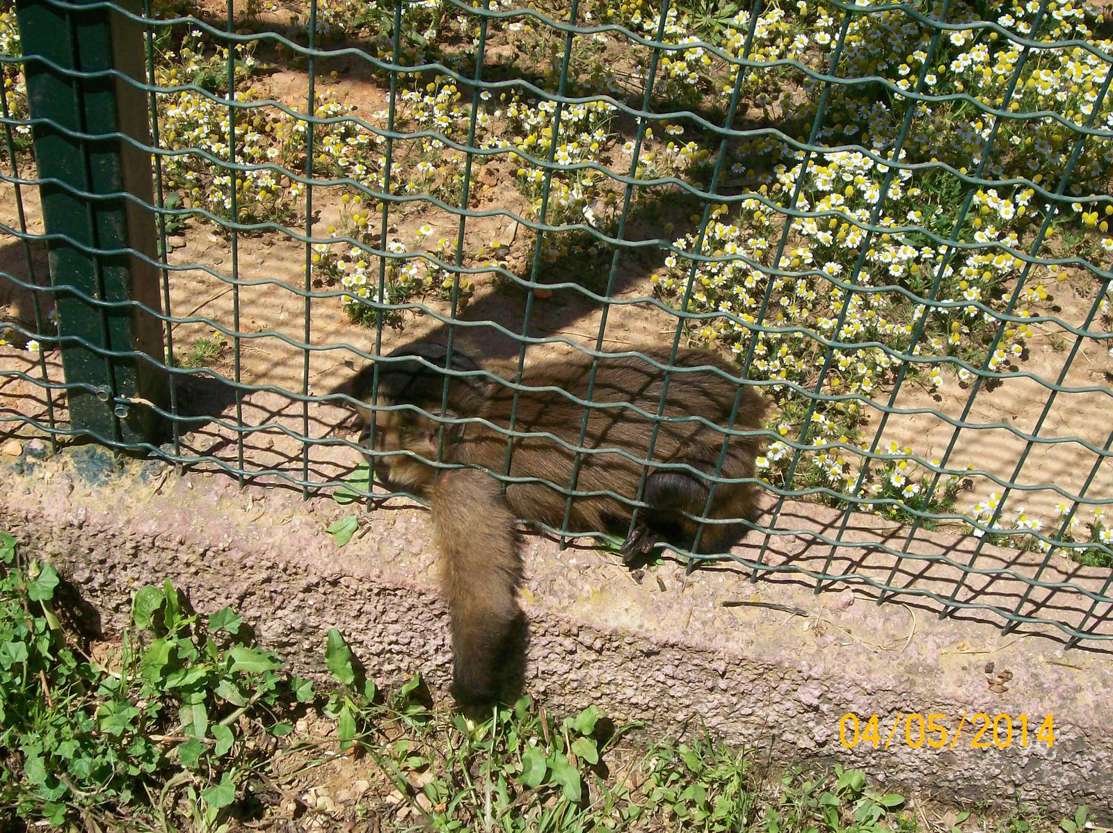 Tufted capuchin