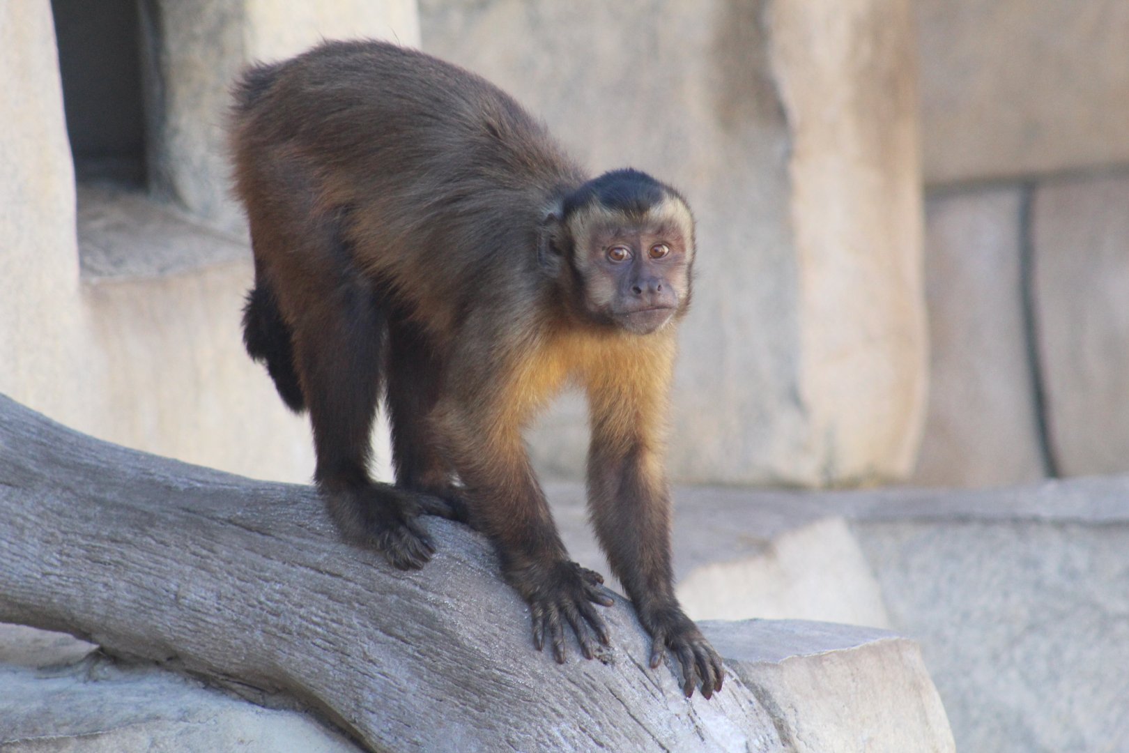Tufted Capuchin