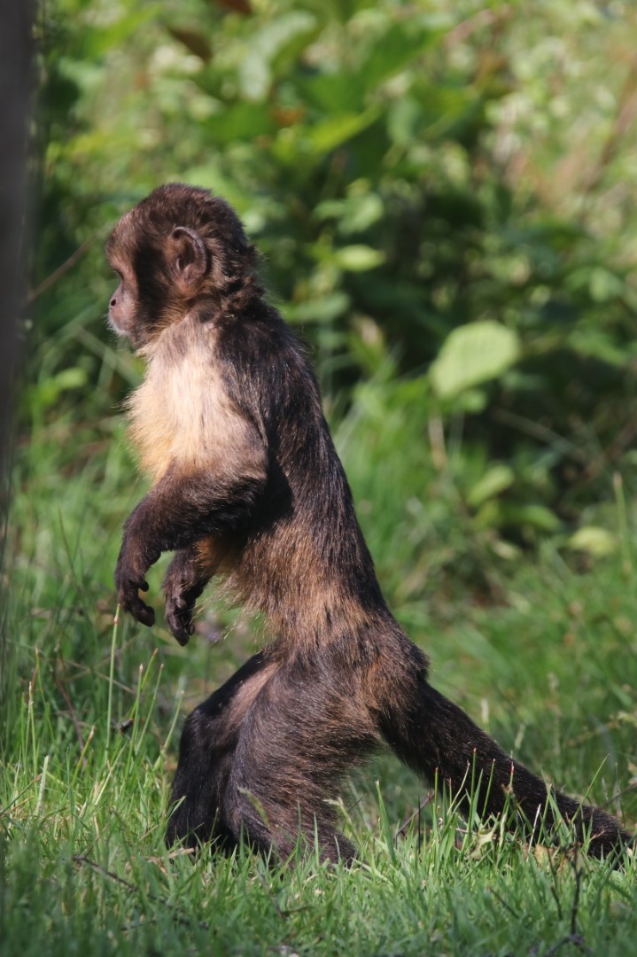 Tufted capuchin
