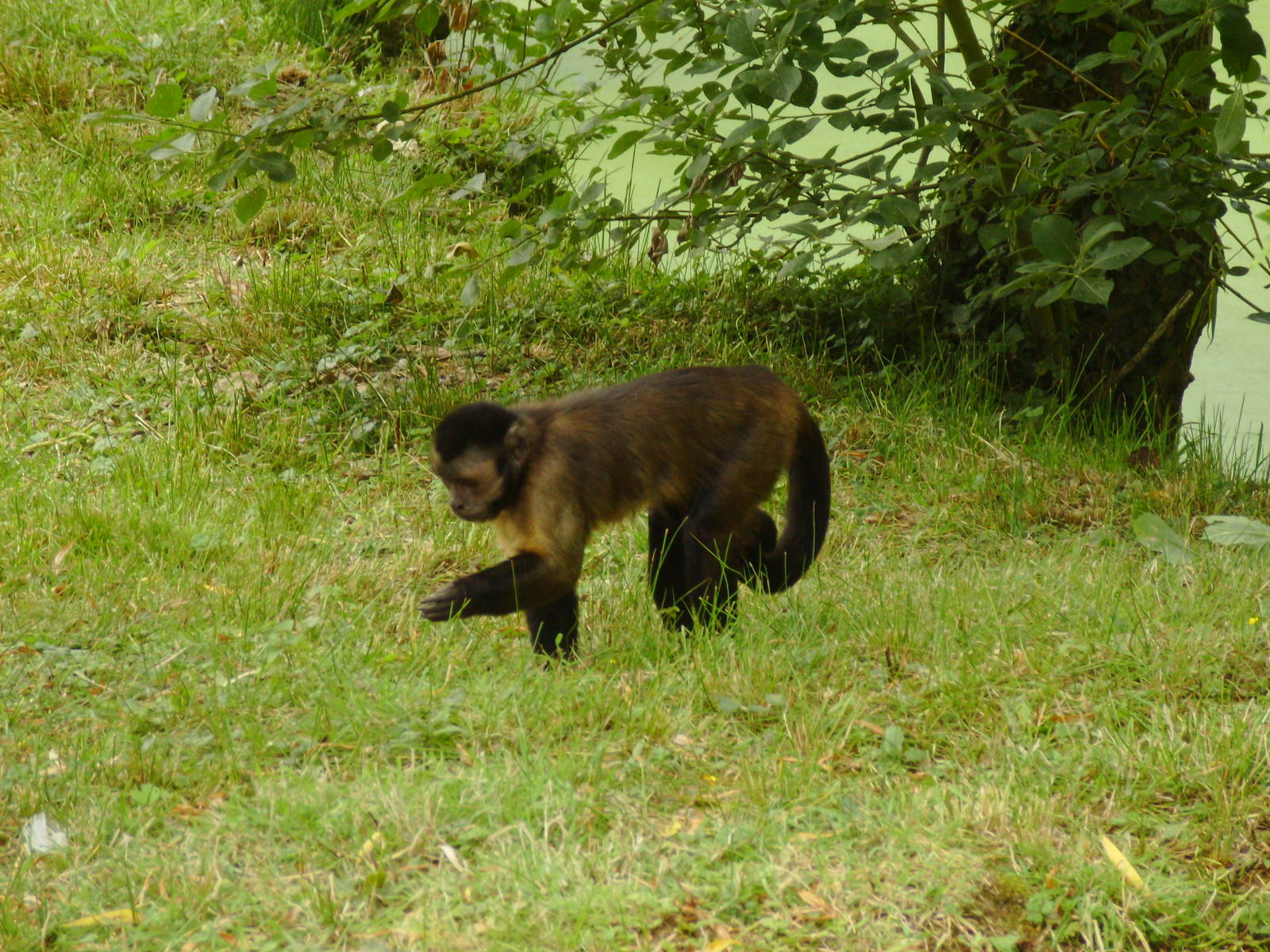 Tufted Capuchin