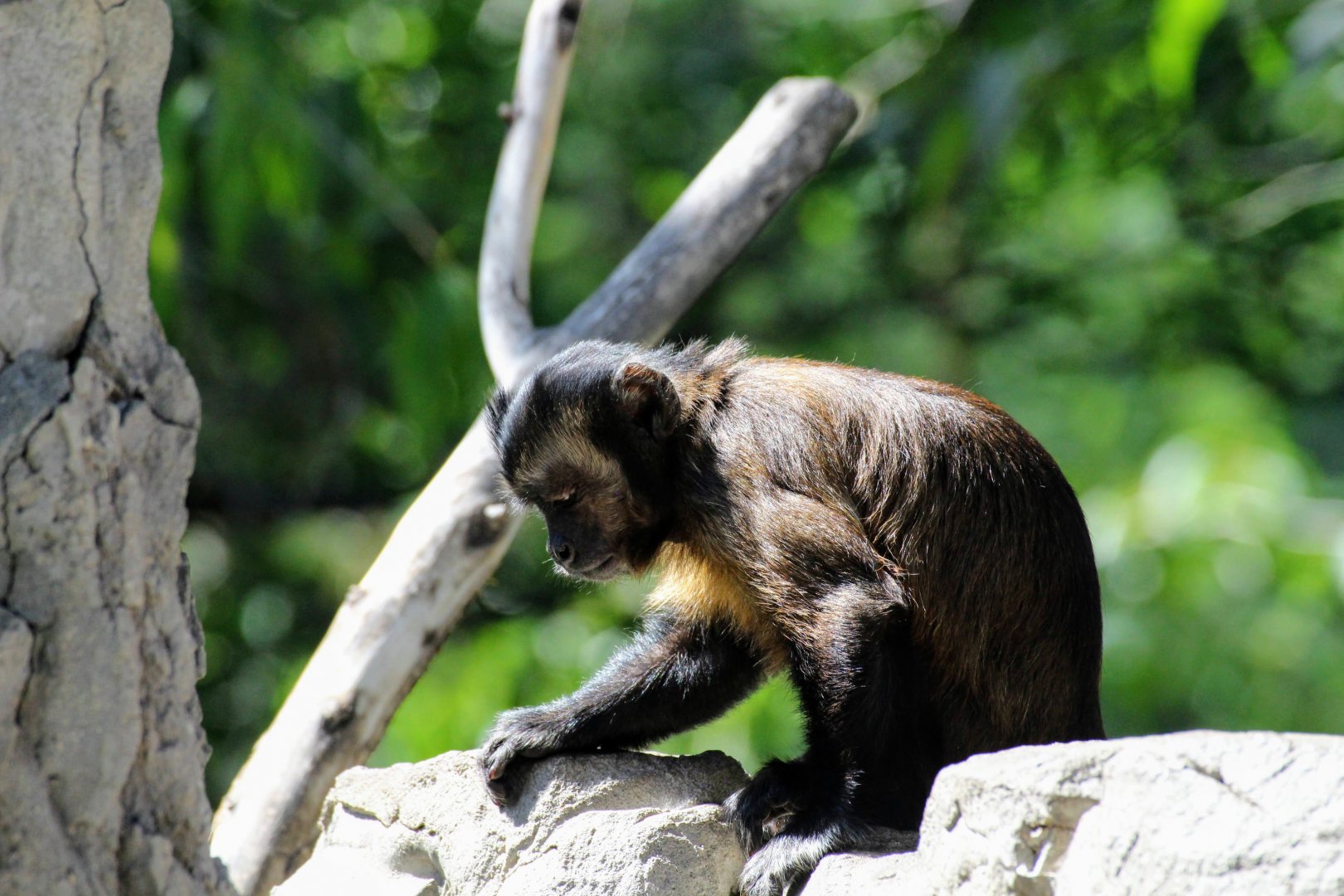 Tufted Capuchin