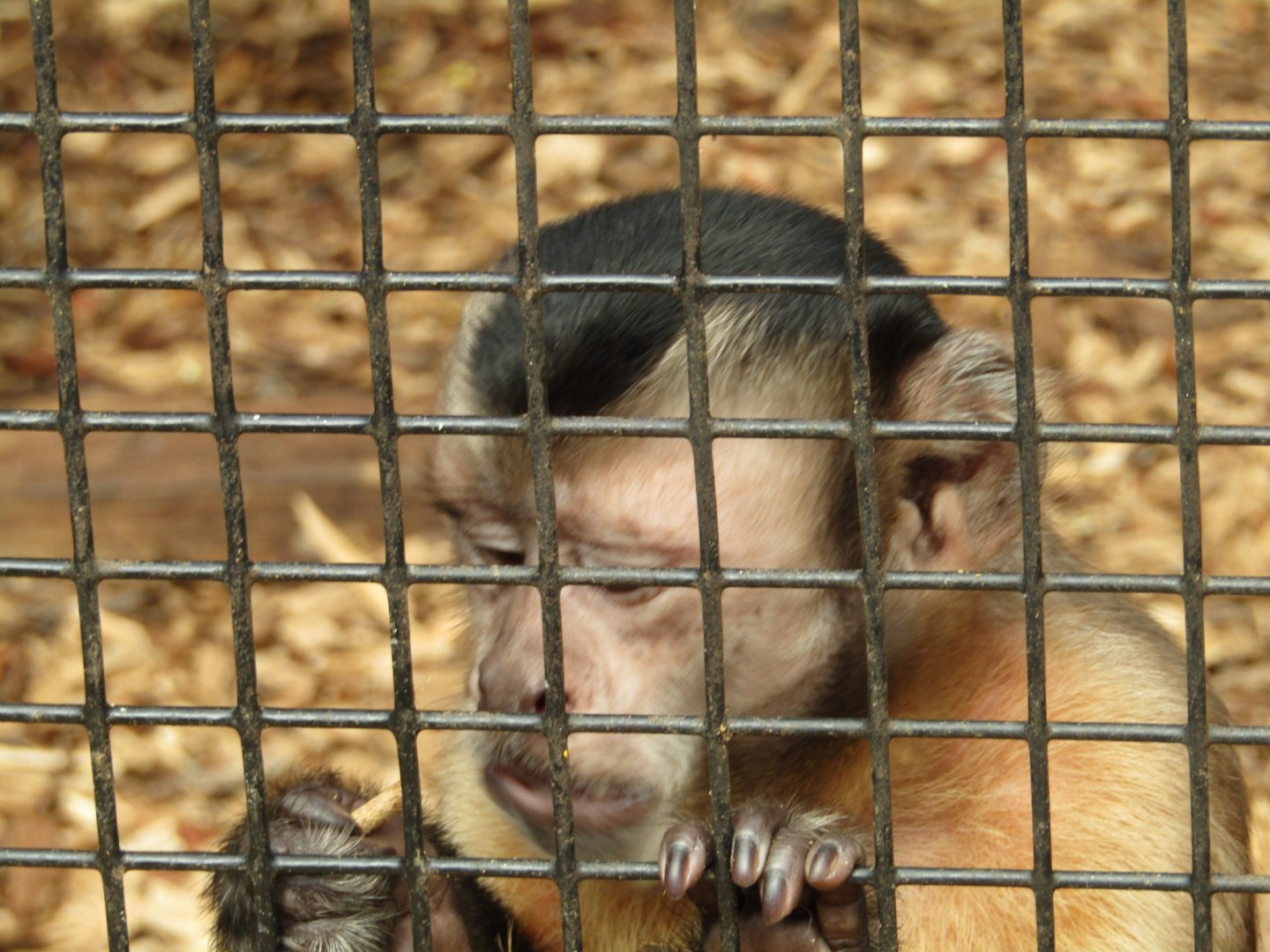 Tufted Capuchin