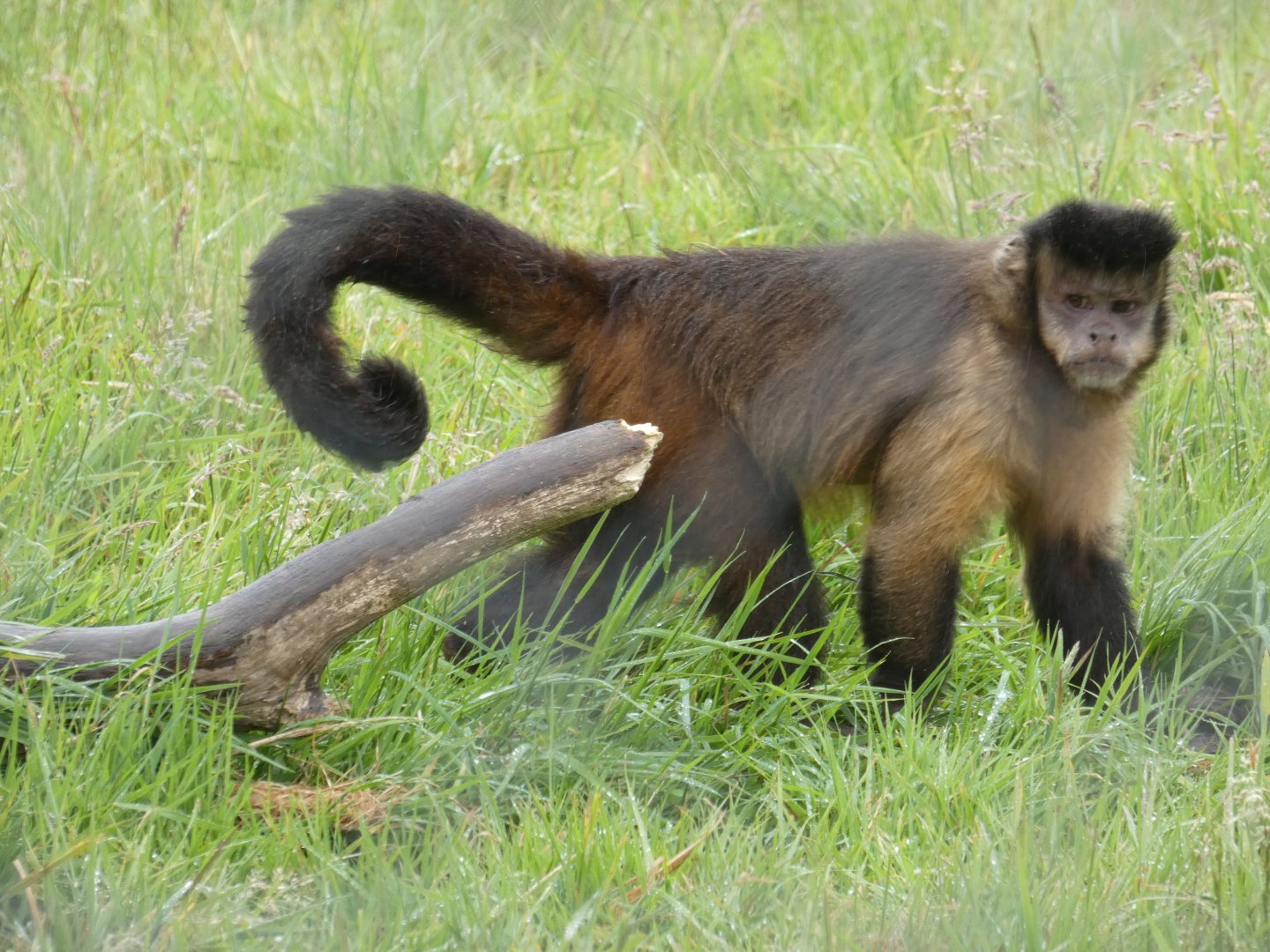 Tufted capuchin