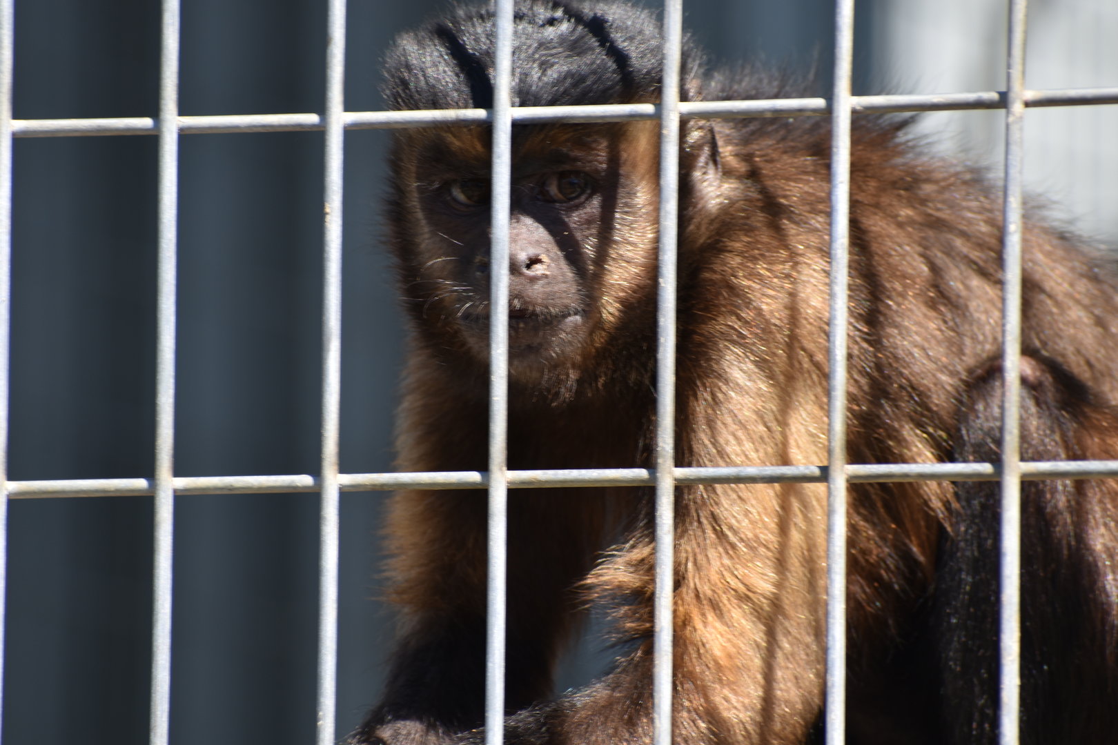 Tufted Capuchin