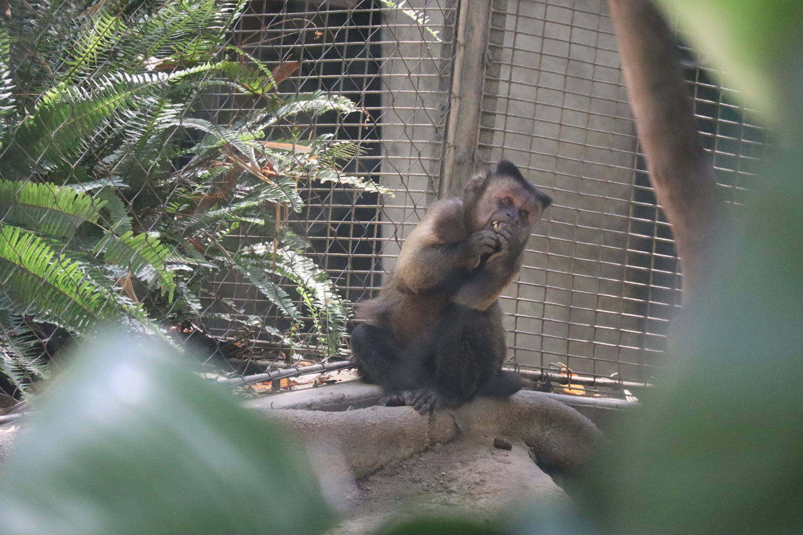 Tufted Capuchin