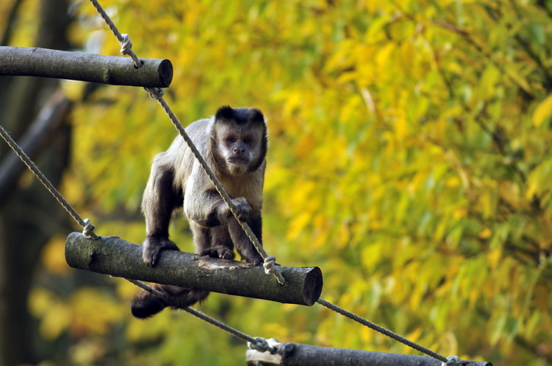 Tufted Capuchin