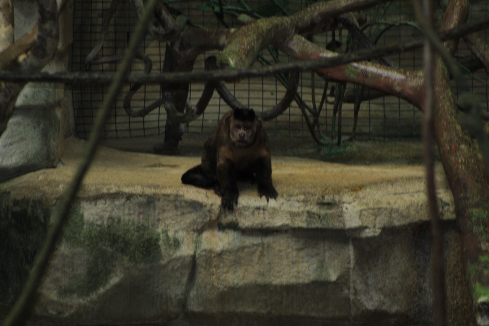 Tufted Capuchin