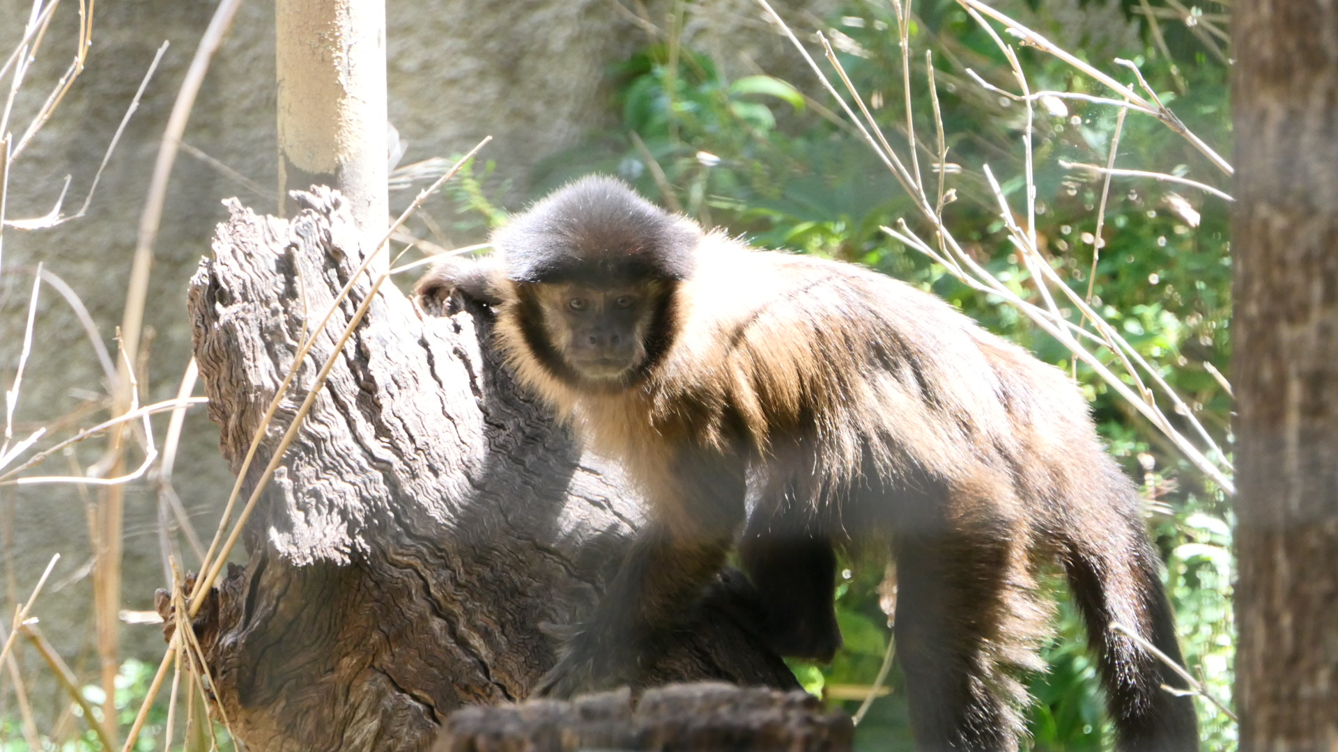 Tufted Capuchin