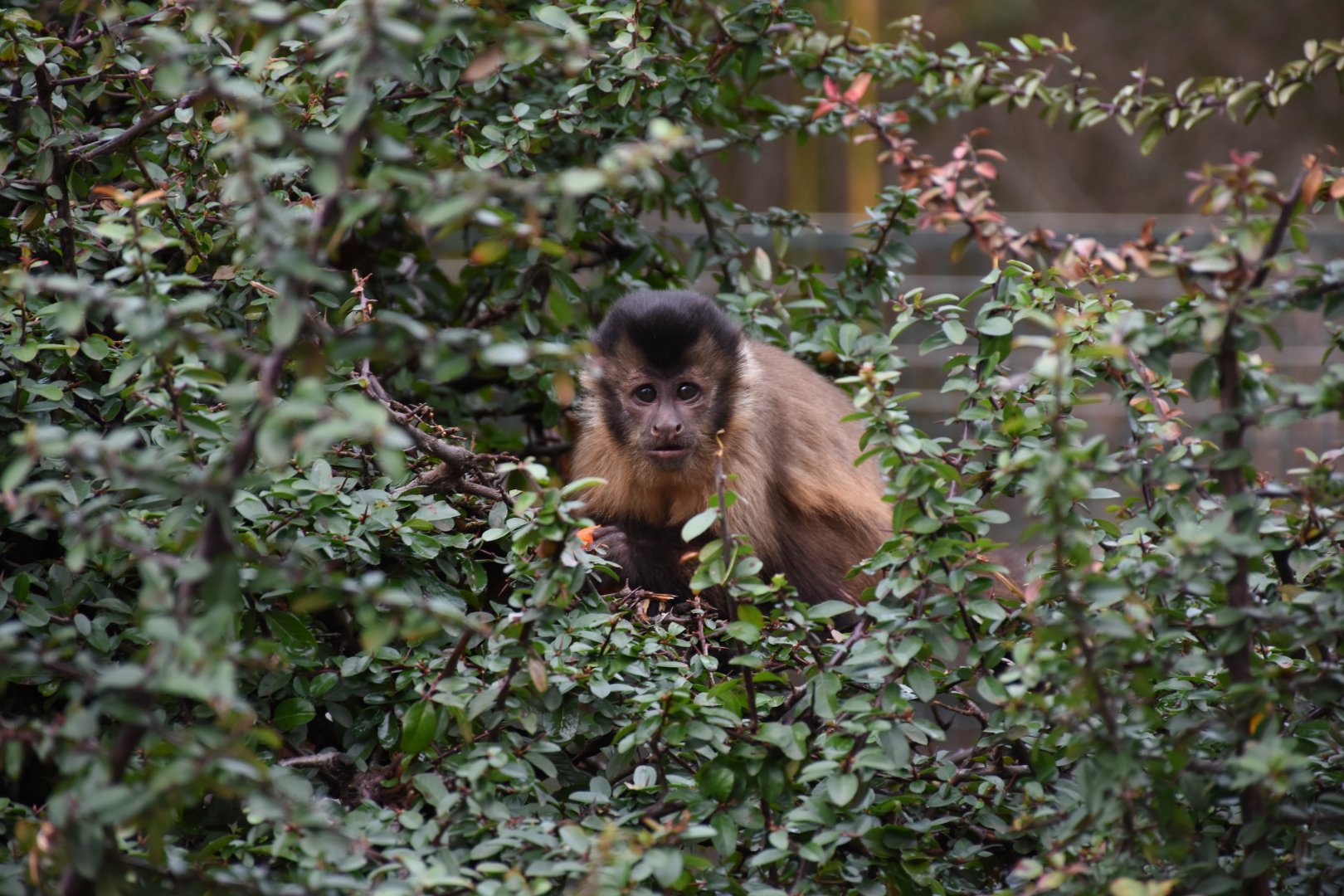 Tufted capuchin