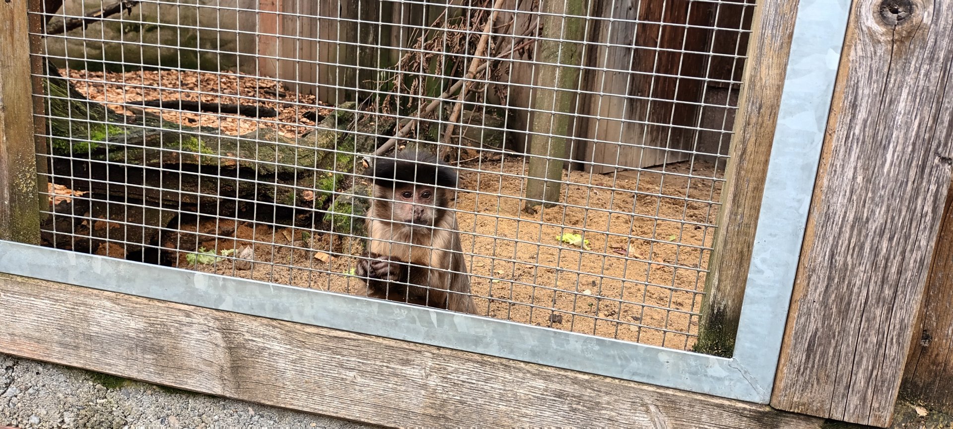 Tufted Capuchin