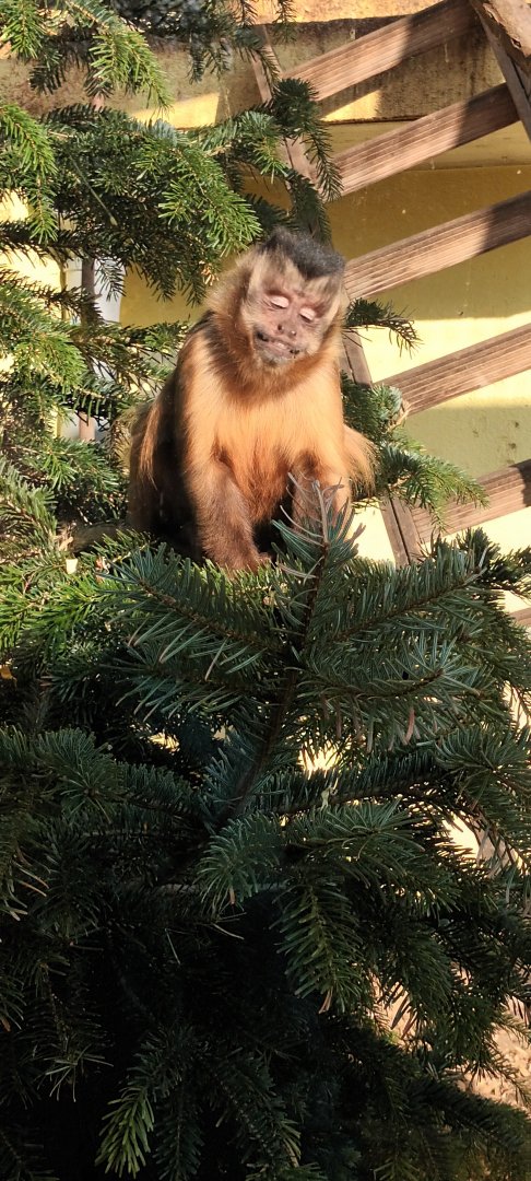 Tufted Capuchin