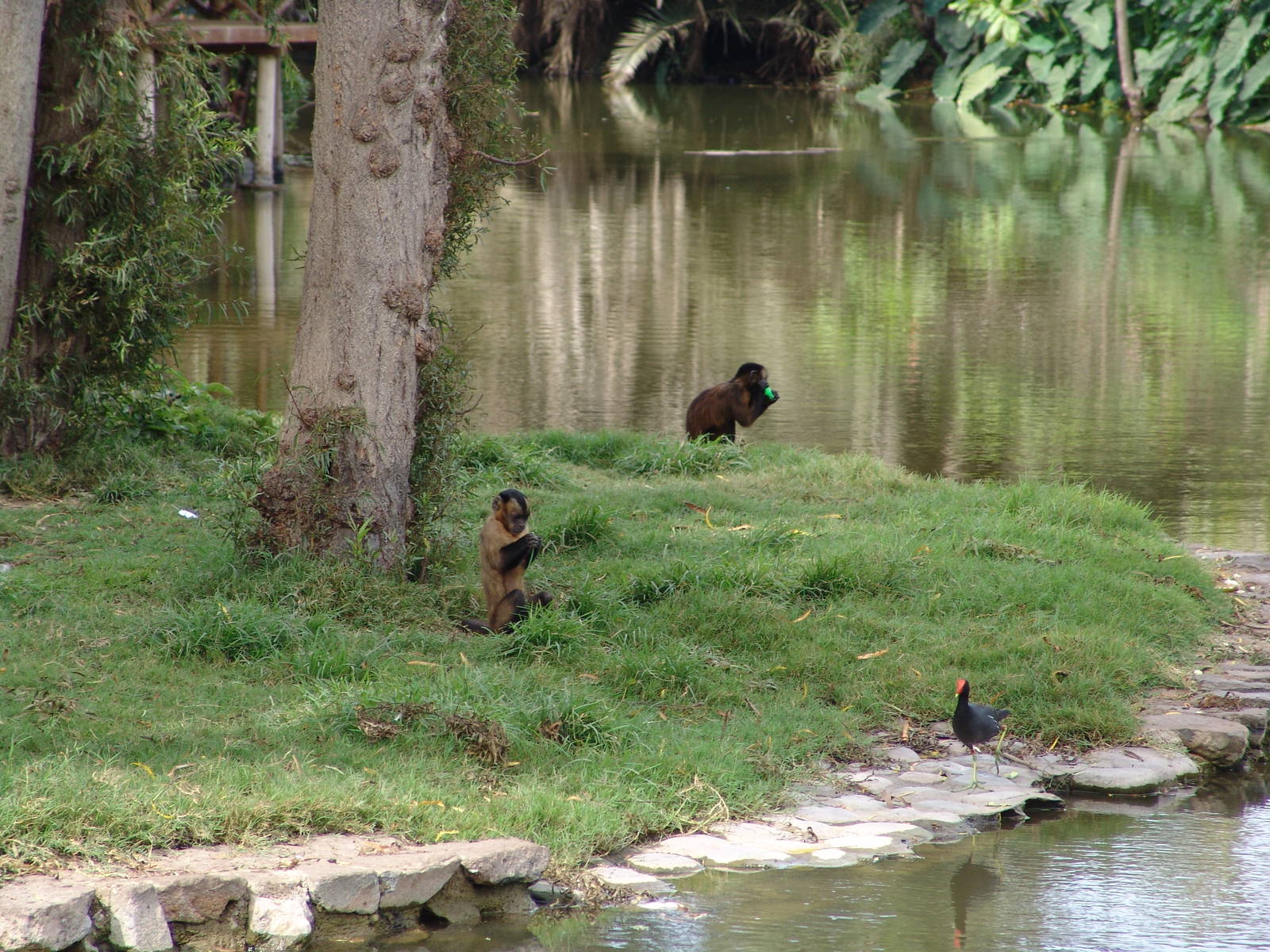 Tufted Capuchins (Cebus apella) in a mixed exhibit
