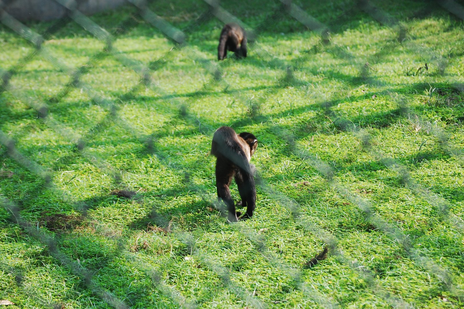 Tufted capuchins foraging - Lahore zoo 17/11/2019