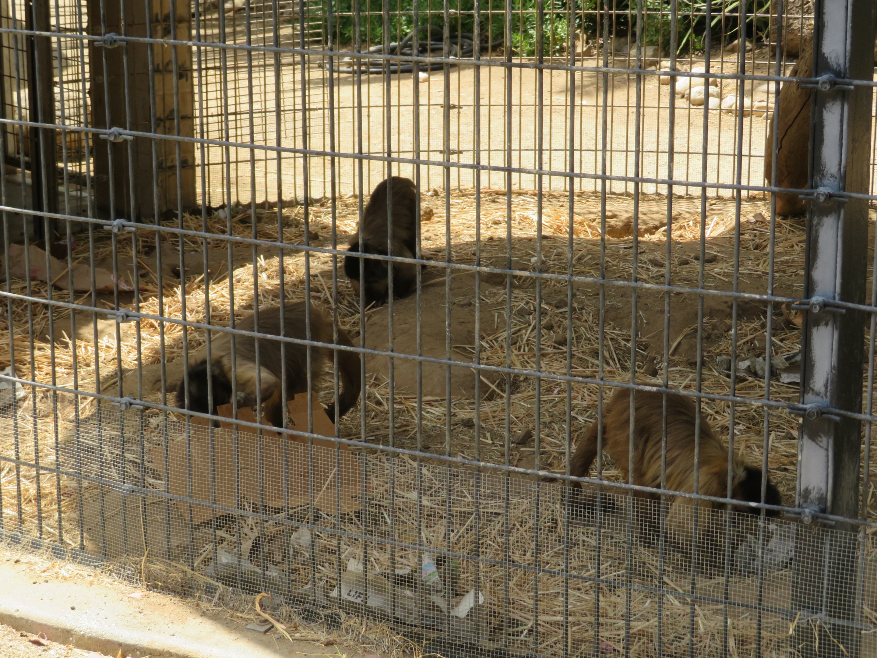 Tufted Capuchins Foraging